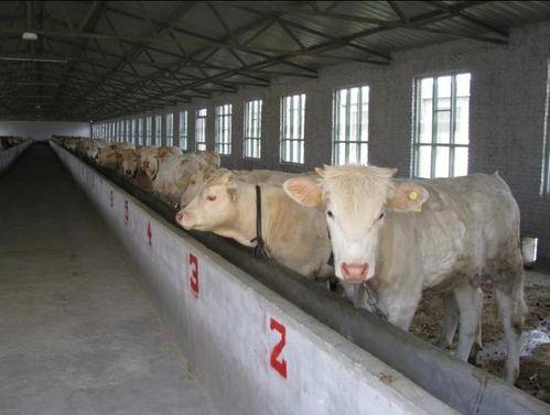 牛牛国产,探寻神秘东方的农业奇迹